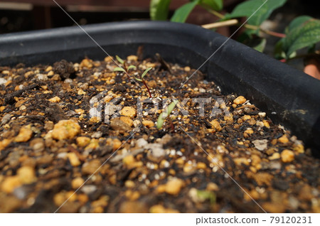 Planter sprout Planter sprout 79120231