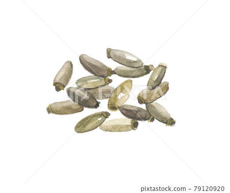 Milk thistle seeds 79120920