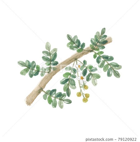 新古竹乳香 新古竹乳香 79120922