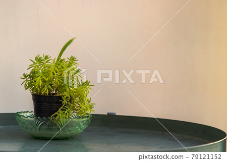 Succulent sedum rupestre or Sedum mexicanum in black pot on white wall background. Succulent sedum rupestre or Sedum mexicanum in black pot on white wall background. 79121152