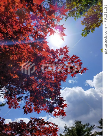 Akamomizi、太陽和藍天背景 79121153