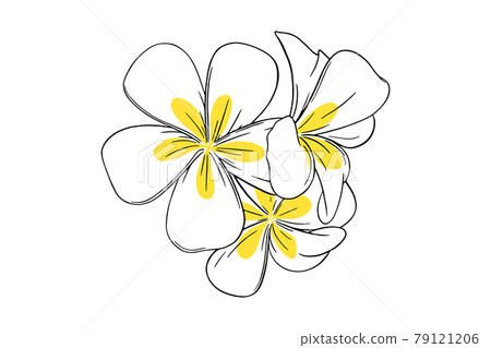 Frangipani or plumeria tropical flower. Yellow and white frangipani isolated in white background. Vector illustration 79121206