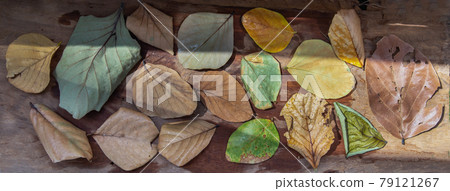 Dry leaves on rustic old wooden background. Textures of many dried leaf. Dry leaves on rustic old wooden background. Textures of many dried leaf. 79121267