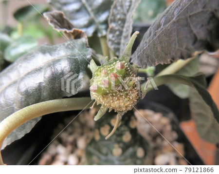 Foretida花和種子在種子飛行前 Foretida花和種子在種子飛行前 79121866