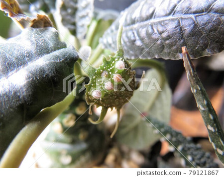 Foretida花和種子在種子飛行前 79121867