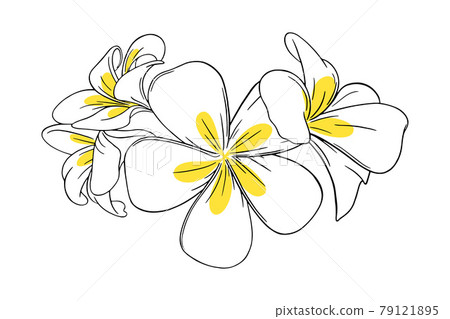 Frangipani or plumeria tropical flower for leis. Engraved frangipani with yellow petals isolated in white background. Vector illustration 79121895