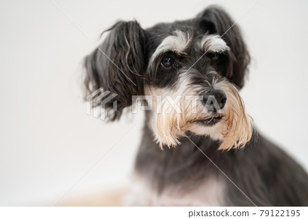 狗寵物迷你雪納瑞 79122195