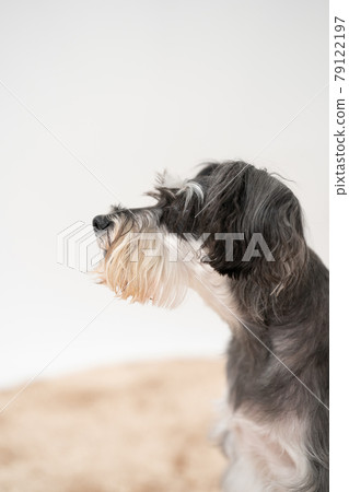 Dog pet miniature schnauzer 79122197