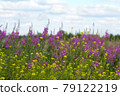 Wild flowers as a background. Selective focus. 79122219