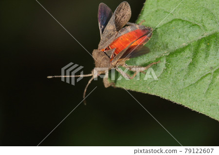 Creatures, insects, stink bugs, bright vermilion belly under the plain wings. A strategy to surprise the opponent and run away? Creatures, insects, stink bugs, bright vermilion belly under the plain wings. A strategy to surprise the opponent and run away? 79122607