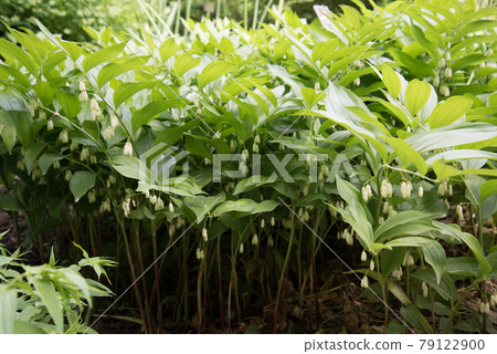Polygonatum hirtum, flowering plant. A plant with white hanging flowers. background, texture Polygonatum hirtum, flowering plant. A plant with white hanging flowers. background, texture 79122900