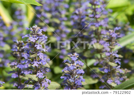 A flowering plant with small purple inflorescences. Background, texture. Medicinal plant 79122902