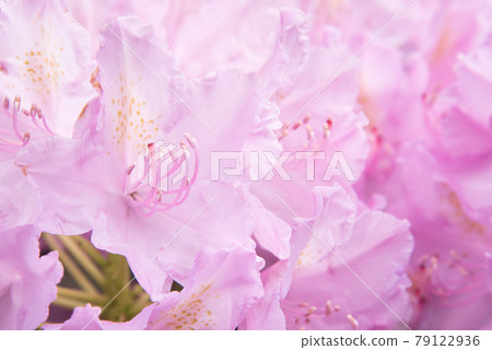 Pink floral background. A delicate pastel shade. Flower petals close-up Pink floral background. A delicate pastel shade. Flower petals close-up 79122936