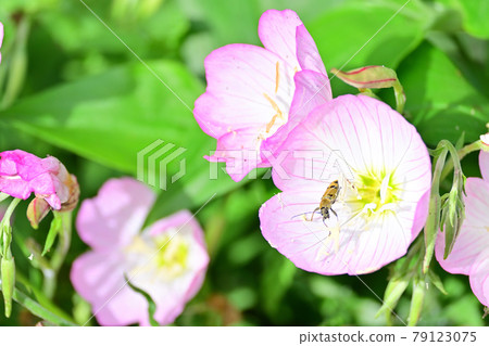 Evening Primrose blooming in the field 79123075