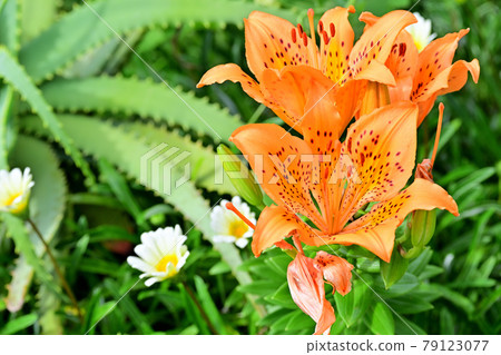 Tiger lily and aloe 79123077