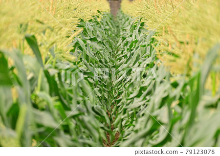 A small road in a cornfield 79123078