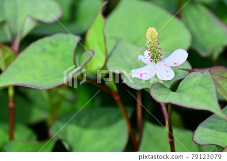Houttuynia cordata flower 79123079