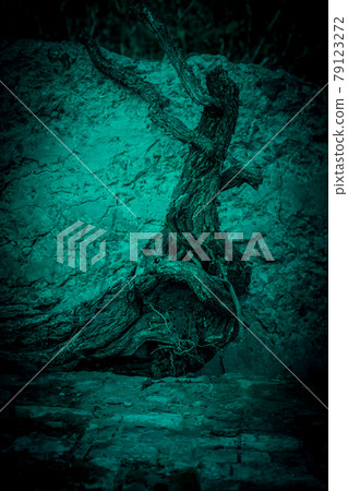 Scary mysterious abstract background with texture of driftwood root of tree stump in horror style with strange green light and night shadows Scary mysterious abstract background with texture of driftwood root of tree stump in horror style with strange green light and night shadows 79123272