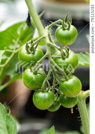 Immature tomatoes growing in the vegetable garden 79123283