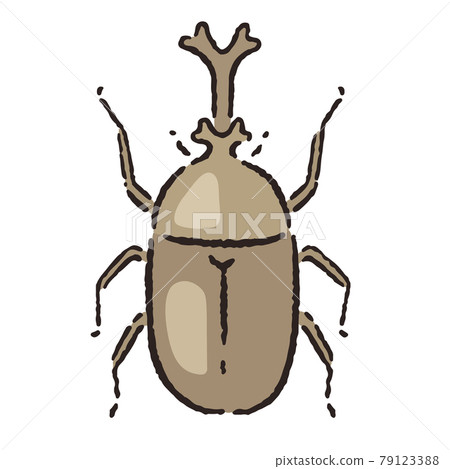 Animals_insects_beetle_male 79123388