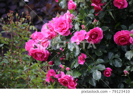 Swaying in the wind, a red rose Swaying in the wind, a red rose 79123410