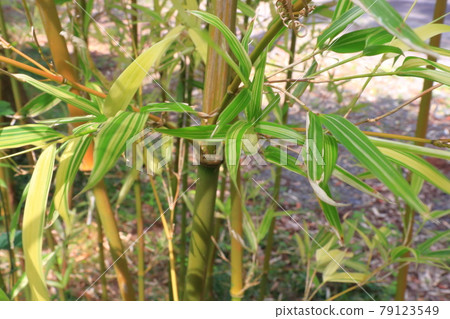 Bamboo Suzuko Sangyo Hiratake (Suzukonari Hiratake) Bamboo Suzuko Sangyo Hiratake (Suzukonari Hiratake) 79123549
