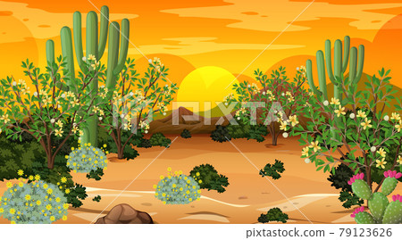 Desert forest landscape at sunset time scene with many cactuses Desert forest landscape at sunset time scene with many cactuses 79123626