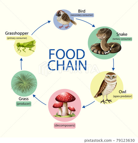 Food chain diagram concept Food chain diagram concept 79123630