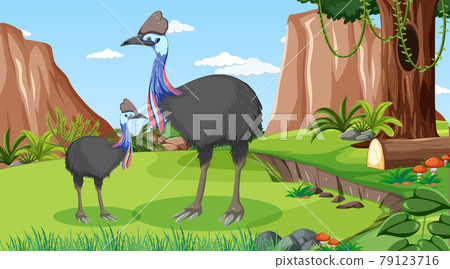 Cassowaries family in forest or tropical forest at daytime scene Cassowaries family in forest or tropical forest at daytime scene 79123716