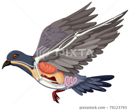 Anatomy of pigeon bird isolated on white background 79123793