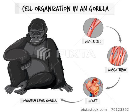 Diagram showing cell organization in a gorilla Diagram showing cell organization in a gorilla 79123862