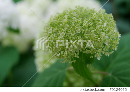 Hydrangea in June Hydrangea in June 79124053