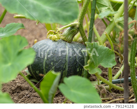 Pumpkin Field Pumpkin Field 79124128