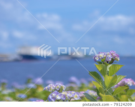 Hydrangea and sea Hydrangea and sea 79124209