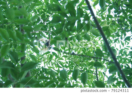 Beetle hiding in a bush Beetle hiding in a bush 79124311
