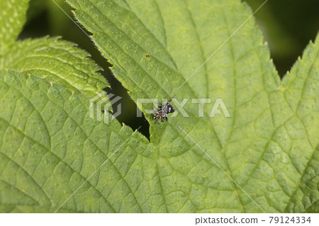 Jumping spider 79124334