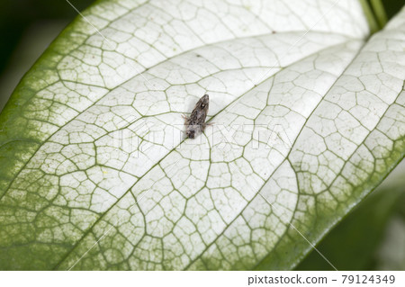 帶川雲香 帶川雲香 79124349