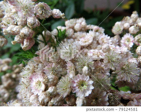 米花皇家粉紅最終形態 79124581