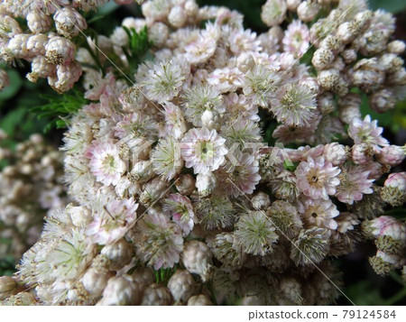 米花皇家粉紅最終形態 79124584