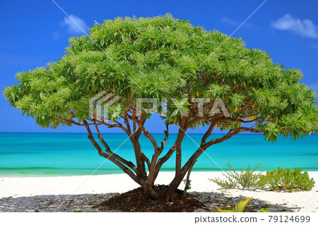 New Caledonia, South Pacific Melanesia, Ouvea Island, the island closest to heaven in the Loyalty Islands, Muri beach trees New Caledonia, South Pacific Melanesia, Ouvea Island, the island closest to heaven in the Loyalty Islands, Muri beach trees 79124699