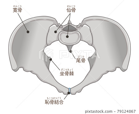 從正上方看到的骨盆插圖(帶文字) 從正上方看到的骨盆插圖(帶文字) 79124867