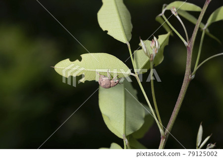 Currant weevil Currant weevil 79125002