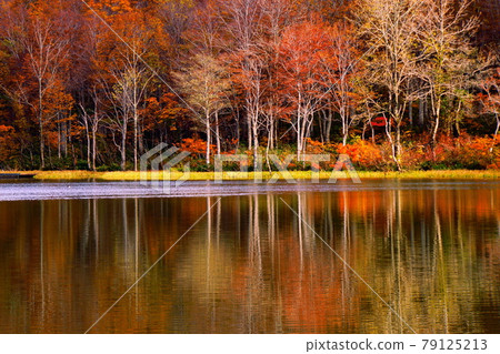Shinshu lotus white pond in late autumn surrounded by red and yellow autumn leaves 79125213
