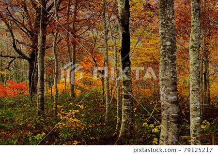 Shinshu lotus white pond in late autumn surrounded by red and yellow autumn leaves 79125217