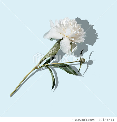 Beautiful white peony on blue background, trendy shadow, holiday concept Beautiful white peony on blue background, trendy shadow, holiday concept 79125243