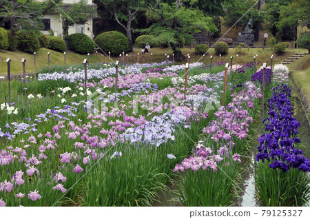 Flower iris garden in Kikko Park 79125327