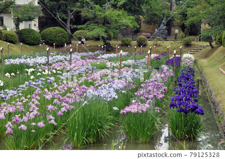 Flower iris garden in Kikko Park Flower iris garden in Kikko Park 79125328