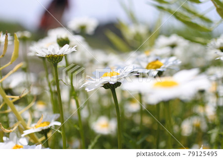 Many classic marguerite flowers with yellow center and white petals are in bloom. 79125495