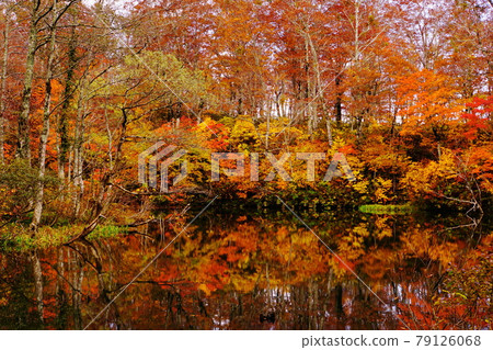 深秋信州荷花白池被紅黃秋葉環繞 79126068