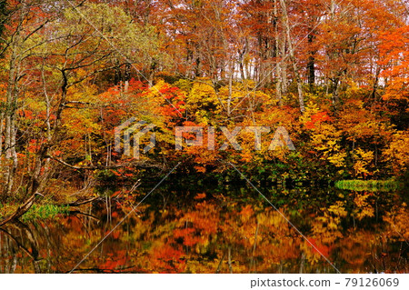 Shinshu lotus white pond in late autumn surrounded by red and yellow autumn leaves 79126069